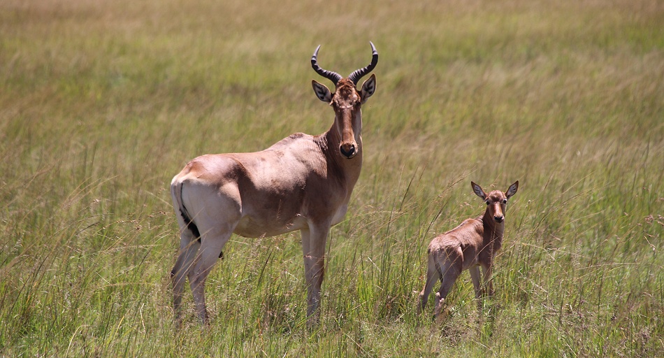 Kongoni mit Kalb in der Masai Mara